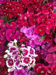 Bunch of pink flowers
