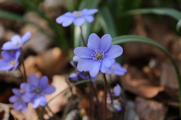 Leberbl&uuml;mchen an der Fahner H&ouml;he