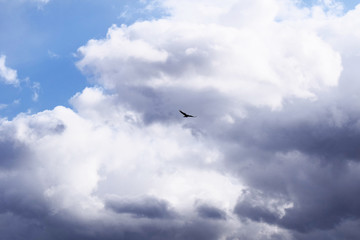 Obraz premium Vogel vor blauem Himmel mit Wolken
