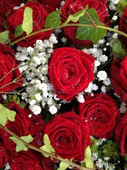 Red roses close-up