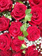 Red roses close-up