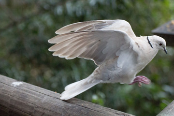 Dove jumping 