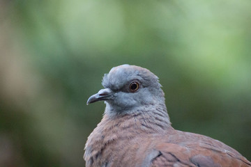 Dove head