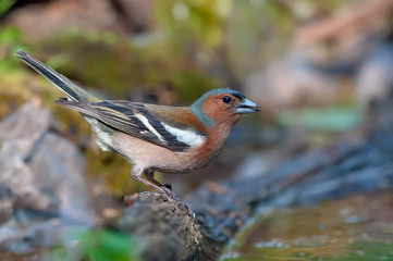 Male Chaffinch standing near a water edge in forest 
