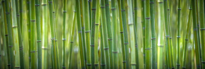bamboo wide pano © jdross75