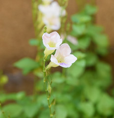 Obraz premium ivy gourd flower