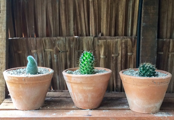 Group of Small Cactus in Orange Clay Flowerpots for Iืdoors Gardening used as Interior