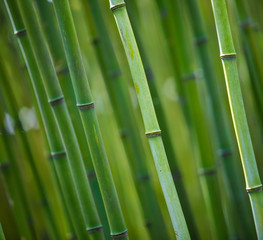 Fototapeta premium bamboo sqaure