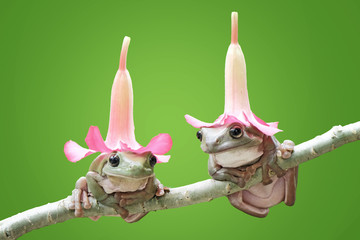 frog with hat,dumpy,dumpyfrog,green,cute