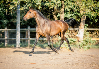 Fototapeta premium The horse is riding beautifully on the loose