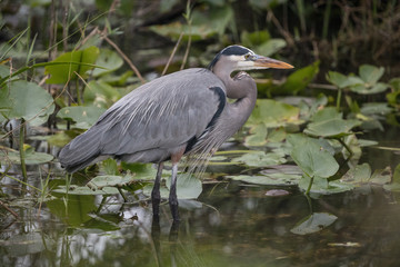 Great blue heron