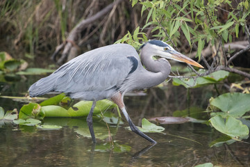 Great blue heron