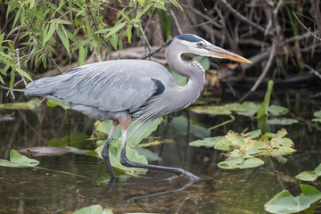 Great blue heron