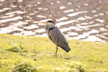 heron