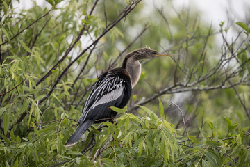 Anhinga