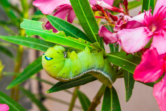 Green Caterpillar [Daphnis nerii] on Sweet Oleander [Nerium oleander]