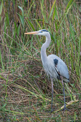 Great blue heron