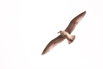 seagull flying