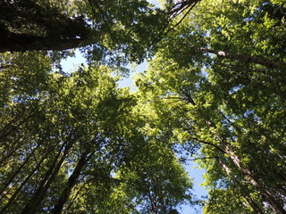Bosque