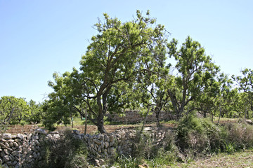 Fototapeta premium Landscape with trees at Arta, Mallorca, Balearic Islands, Spain, Europe
