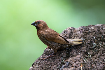 Muskatamadine (Lonchura punctulata) im Waimea Valley auf Oahu, Hawaii, USA.