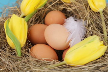 natural nest with chicken eggs
