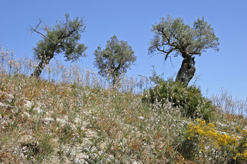 Landscape with olive trees at Arta, Mallorca, Balearic Islands, Spain, Europe