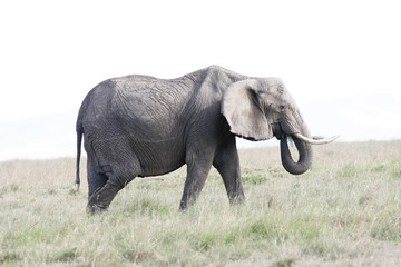 Elephant female eats grass on the African savannah