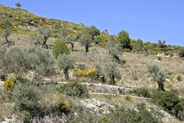 Fototapeta na wymiar Landscape with olive trees at Arta, Mallorca, Balearic Islands, Spain, Europe