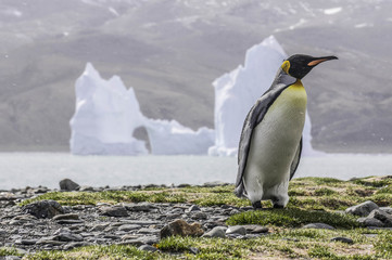 King penguins in South Georgia, large iceberg in the background