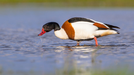 Foraging Common shelduck