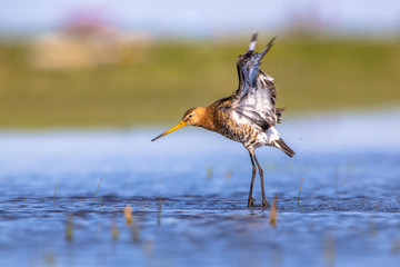 Godwit flying up from shallow water