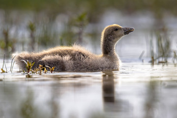 Greylag goose chick swimming in cold water