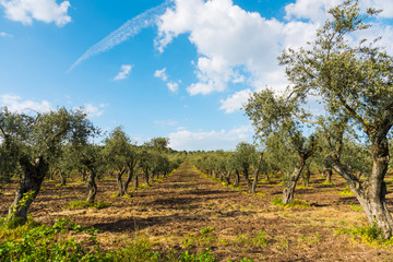 Fototapeta na wymiar Olive trees in Sardinia