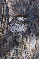 Bird Nutcracker on a background of cedar bark