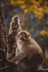 Concentrated macaque