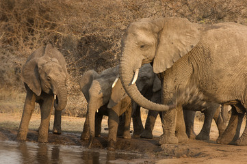 Fototapeta na wymiar Elephants at water hole in South Africa