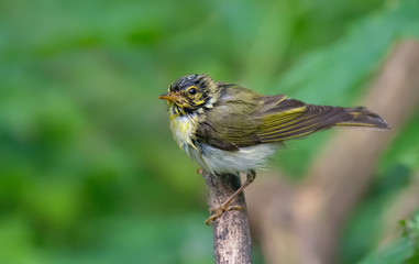 Very wet Wood Warbler posing and drying herself on a branch 