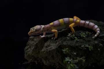 gecko