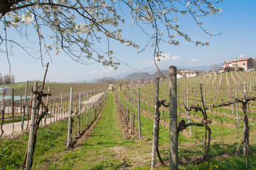 Obraz premium Springtime landscape in prosecco vineyard hills