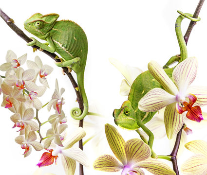 chameleons on an orchids