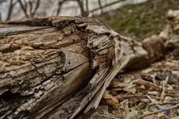 dry tree