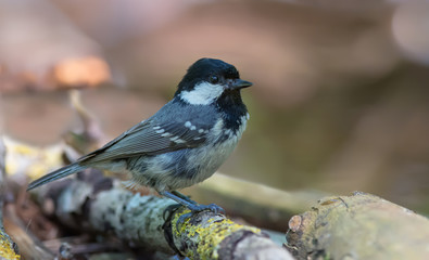 Coal Tit posing near a water edge in the forest 