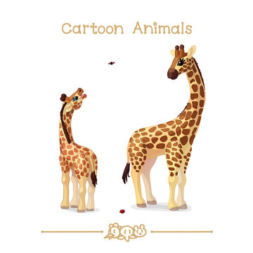 Toons series cartoon animals: giraffes family portrait father & baby
