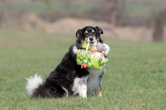 Australian Shepherd Hund mit Osterk&ouml;rbchen