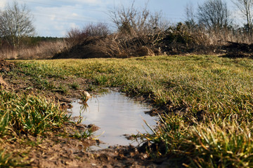 Wäldchen mit Pfütze