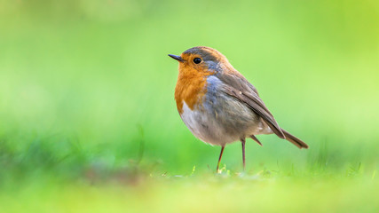 Robin with bright green background