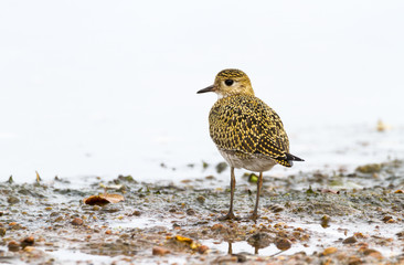 Eurasian Golden Plover Pluvialis apricaria, on beach with light background