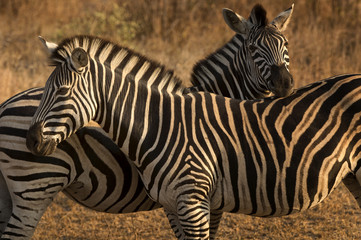 Fototapeta na wymiar Zebras enjoying some sun