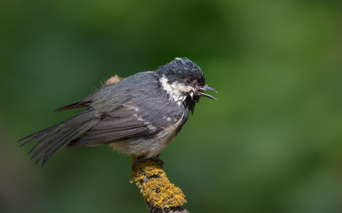 Crying Coal Tit perched on a lichen covered stick 